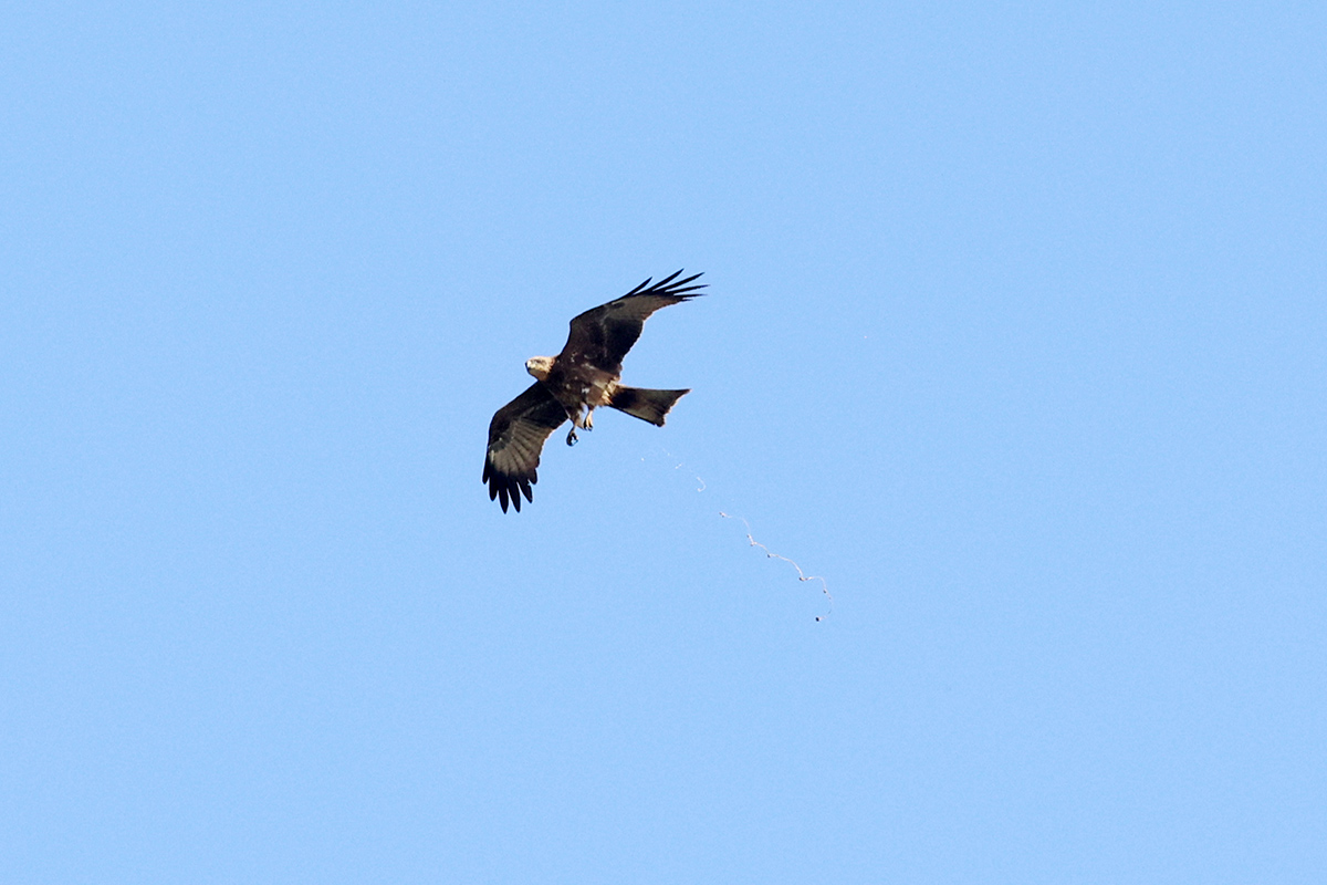 Black Kite
